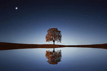 Serene night landscape with a solitary tree reflecting in calm waters beneath a starry sky. HD wallpaper