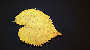 Gold Leaf, nature HD wallpaper