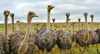 The Arabian, Ostrich HD wallpaper