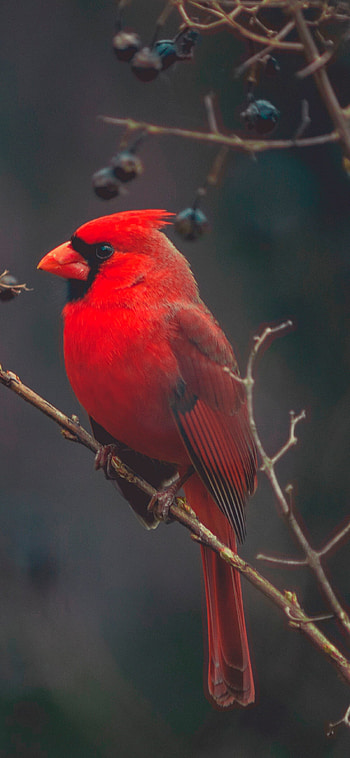 Birds for , Avian beauty, Mobile backgrounds, Nature's artwork HD phone wallpaper