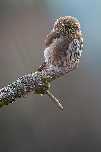 Animals, Owl, Feather, Bird, Beak HD phone wallpaper