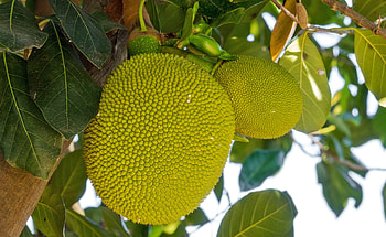 Jackfruit as meat substitute, Vegan lifestyle, Recipe ideas, Mein schner Garten HD wallpaper