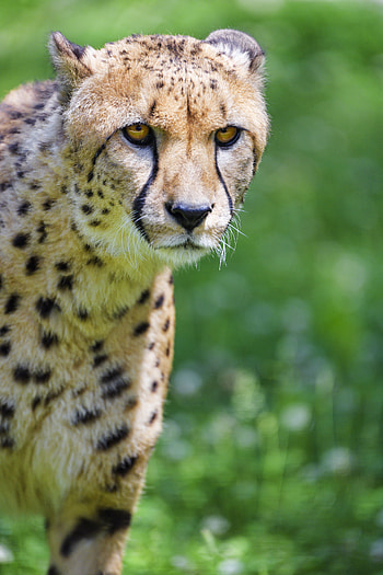 Animals, Cheetah, Muzzle, Predator, Big Cat, Sight, Opinion HD phone wallpaper