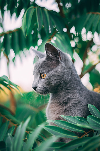 Animals, Cat, Pet, Profile HD phone wallpaper