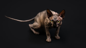 Sphynx Cat, Fascinating , Captivating feline, Stunning visuals HD wallpaper