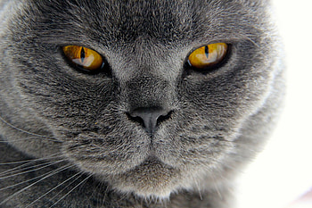 British Cat, Grey cats, Grey cat , Captivating HD wallpaper