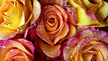 Roses, water drops, trandafir, orange, sweet, frumusete, skin, summer, rose, pink, yellow, flower, texture, vara HD wallpaper