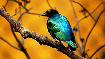 Splendid starling, Birds HD wallpaper