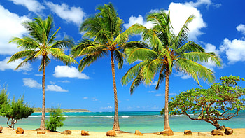 Palm Trees in the Wind, sky, nature, ocean, beach HD wallpaper