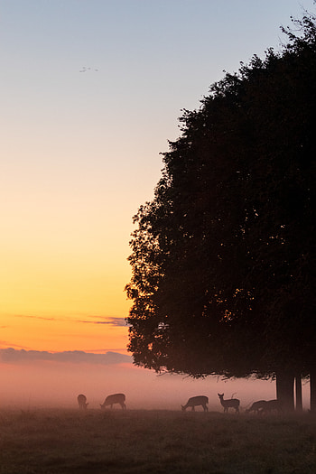 Nature, Twilight, Deers, Wood, Tree, Fog, Dusk, Wildlife HD phone wallpaper