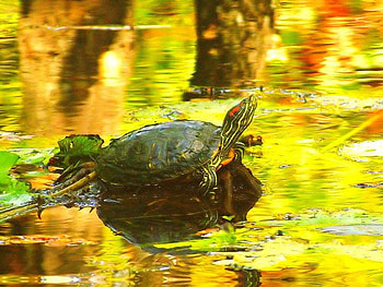 Turtle on a Rock at Sunset in Yellow Water, turtle, water, rock, sunset HD wallpaper