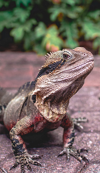 Animals, Lizard, Reptile, Agama HD phone wallpaper