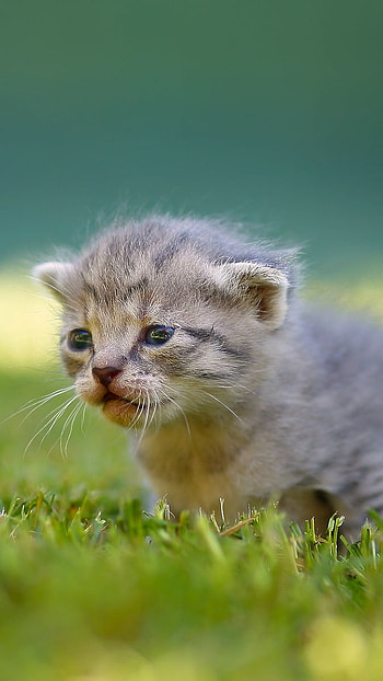 Cute Baby Cat, Little Cat HD phone wallpaper