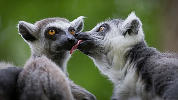 Ring Tailed Lemur, Animals, Cute lemur , Top backgrounds HD wallpaper