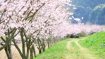 Spring, Nature, Trees, Road, Bloom, Flowering, Garden, Country, Countryside HD wallpaper