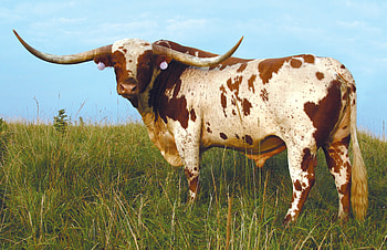 High res superbowl postcard, Longhorn cattle , Cattle , Longhorn HD wallpaper