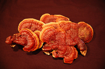 Reishi mushroom, Asia Pacific farms, Sustainable agriculture, Mushroom industry HD wallpaper
