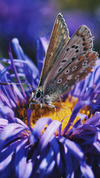 Butterfly on Blue Flower, flower, blue, butterfly, nature HD phone wallpaper