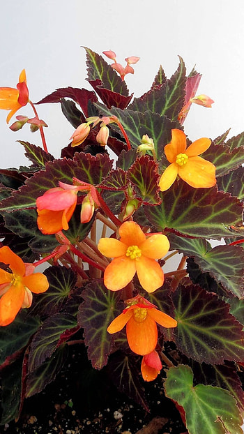 Begonia, Yellow Flower HD phone wallpaper
