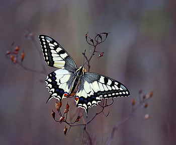 butterfly, beautiful, fly, nature HD wallpaper