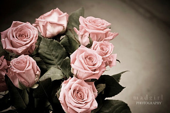Pink Roses, pink, nature, flowers, roses HD wallpaper