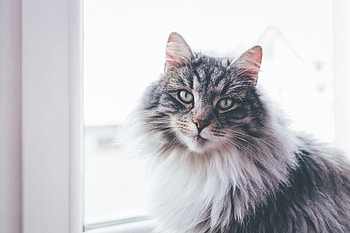 Animals, Cat, Fluffy, Muzzle HD wallpaper