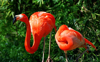 Animals, Birds, Grass, Flamingo, Feather, Couple, Pair, Color HD wallpaper
