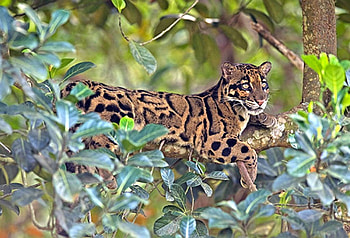 Clouded-Leopard, beautiful, leopard, clouded HD wallpaper