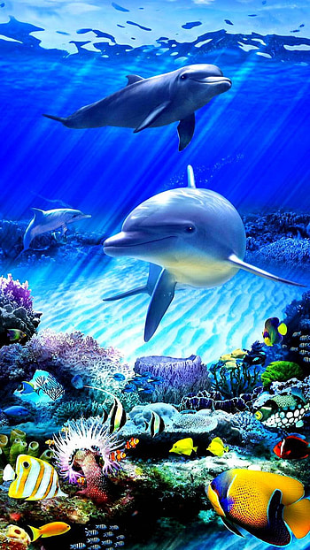 Under the Sea, colorful, underwater, Animal HD phone wallpaper