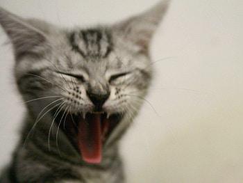 aaaaah .., animal, cat, gato HD wallpaper
