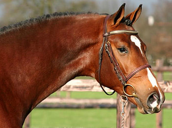 Amazing horse!, horses HD wallpaper
