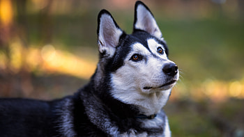 Siberian Husky Is Standing In Blur Grass Field Background Dog HD wallpaper