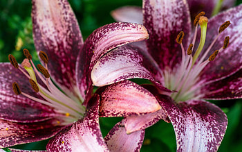 Lilies, crin, red, flower, macro, lily HD wallpaper