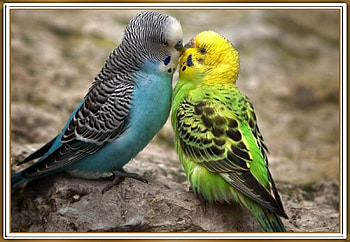 FRAMED BIRDS., BIRDS, NATURE, , FRAMED HD wallpaper