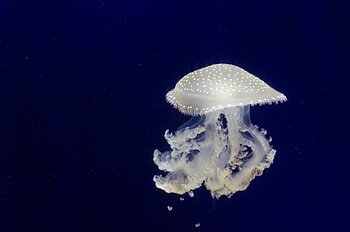 Nature, Jellyfish, Underwater World, Tentacles HD wallpaper