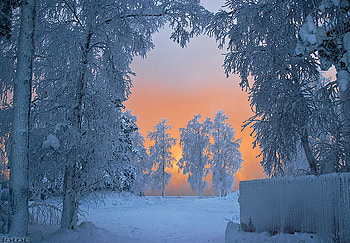 winter sun, winter, frozen, snow, trees, nature, sun HD wallpaper