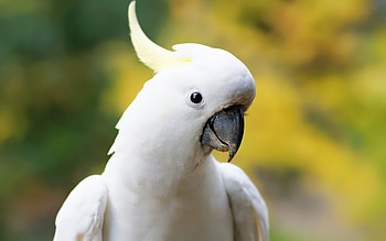 White cockatoo, Big parrot, Beautiful bird, High-quality HD wallpaper