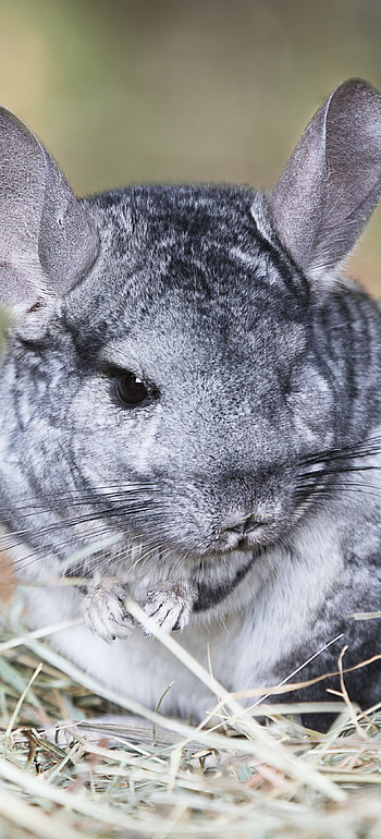 Curious animal chinchilla, Furry small mammals, Unique pet, Fluffy cuteness HD phone wallpaper