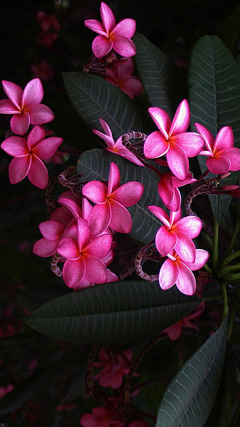Pink plumeria, , Yellow flower, Colorful and vibrant HD phone wallpaper