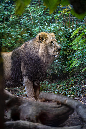 Animals, Lion, Predator, Big Cat, King Of Beasts, King Of The Beasts, Wild HD phone wallpaper