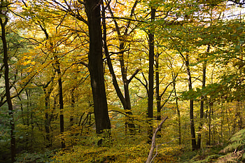 Nature, Trees, Autumn, Forest, Branches HD wallpaper