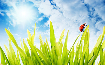 Plants, Grass, Insects, Sky, Ladybugs HD wallpaper