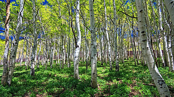 Birch tree , Tree, Nature, Backgrounds HD wallpaper