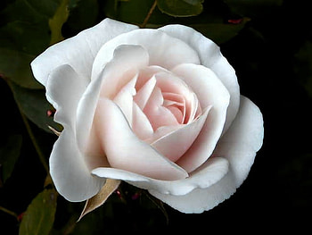 The blush, rose, pink, white, black background, flower HD wallpaper