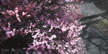 Black Myth: Wukong Sakura Blossoms, video game, Black Myth: Wukong, sakura HD wallpaper