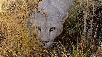 Animals, Grass, Puma, Hide, Sight, Opinion HD wallpaper