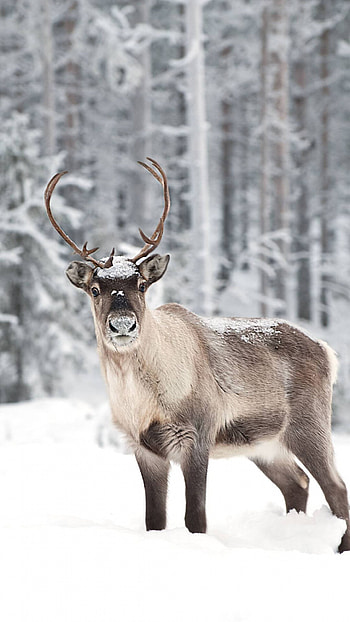 Christmas reindeer , Festive cheer, Holiday spirit, Joyful enchantment HD phone wallpaper