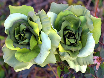 St. Patrick's day roses, flowers, roses, blooms, green HD wallpaper