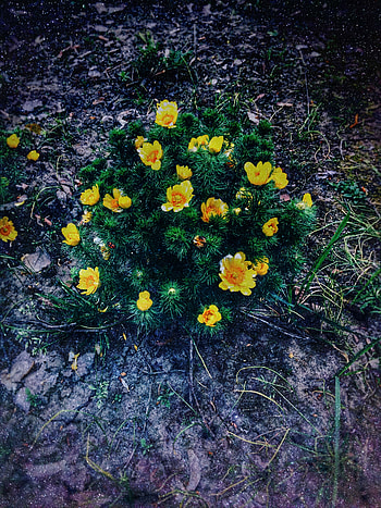 Flowers, Flower, Plant, Flower Bed, Flowerbed, Creeping Buttercup, Buttercup HD phone wallpaper