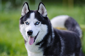 Siberian husky mixes, Love at first sight, Adorable pets, Maryland pet HD wallpaper